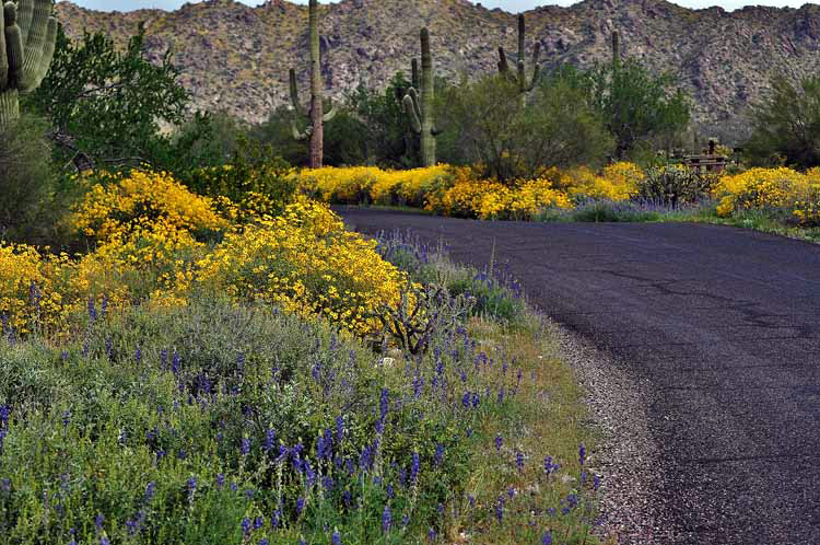 yellow brittle bush lining road